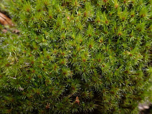 Campylopus purpureocaulis, 2026-02-18