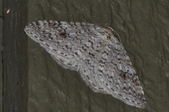 Venusia duodecemlineata