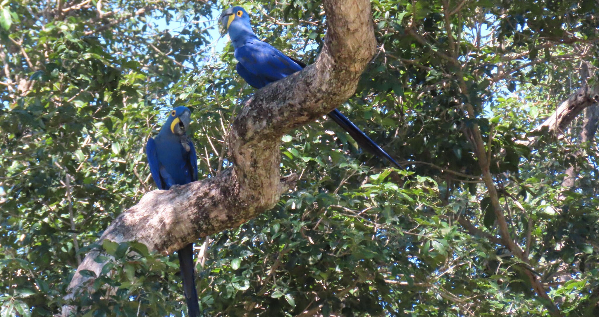 Hyacinth Macaw (Anodorhynchus hyacinthinus), photo 2