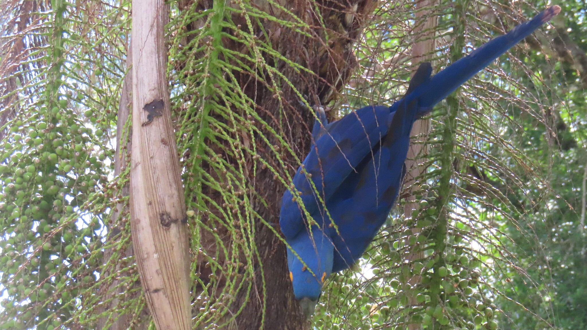 Hyacinth Macaw (Anodorhynchus hyacinthinus), photo 8