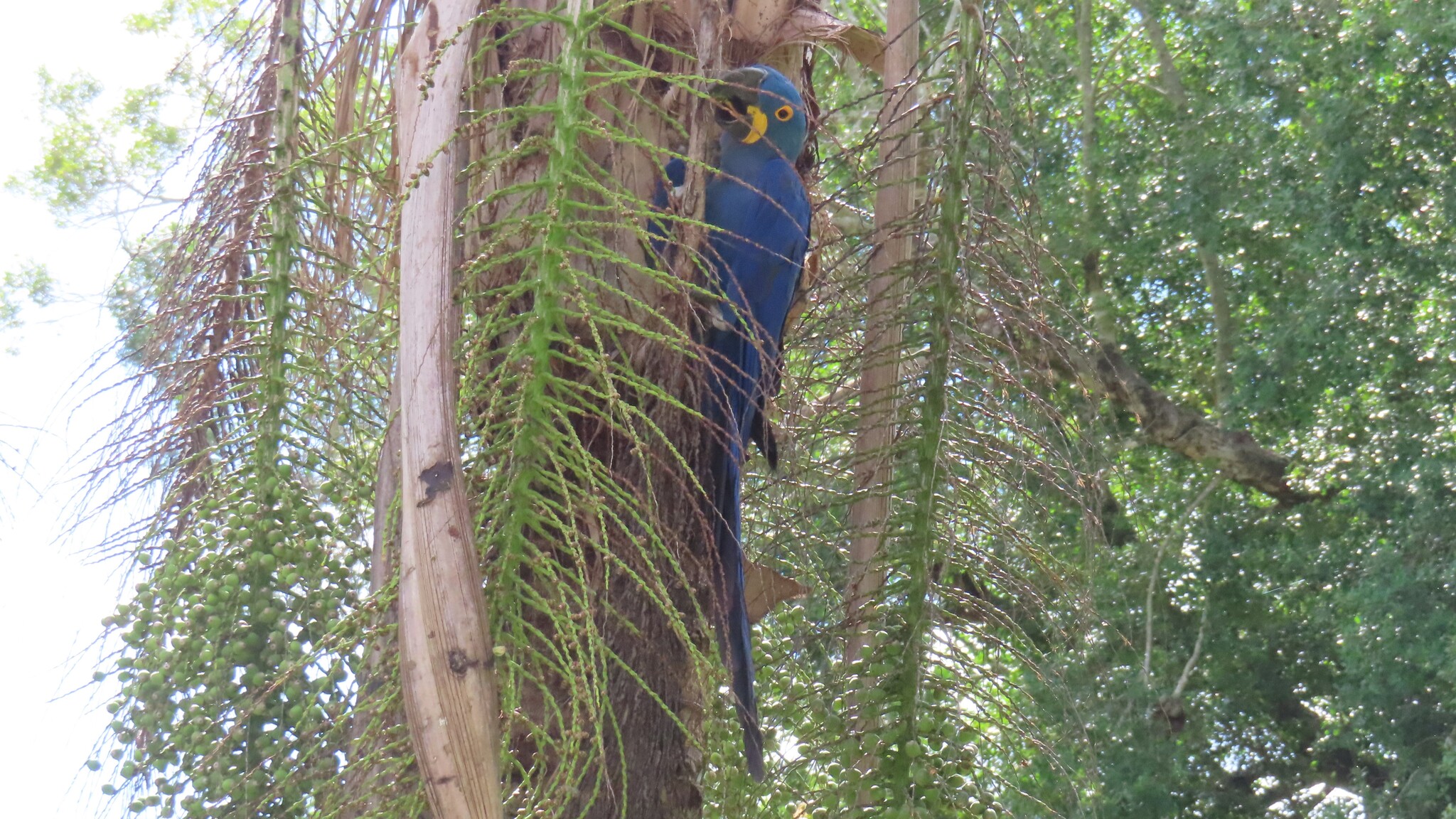 Hyacinth Macaw (Anodorhynchus hyacinthinus), photo 9