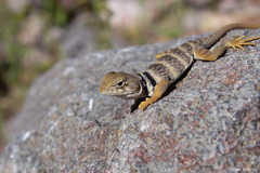 Crotaphytus nebrius