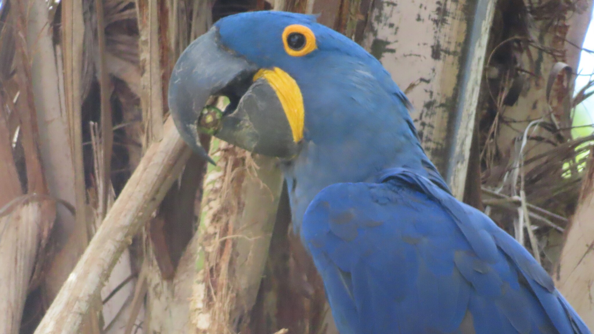 Hyacinth Macaw (Anodorhynchus hyacinthinus), photo 10
