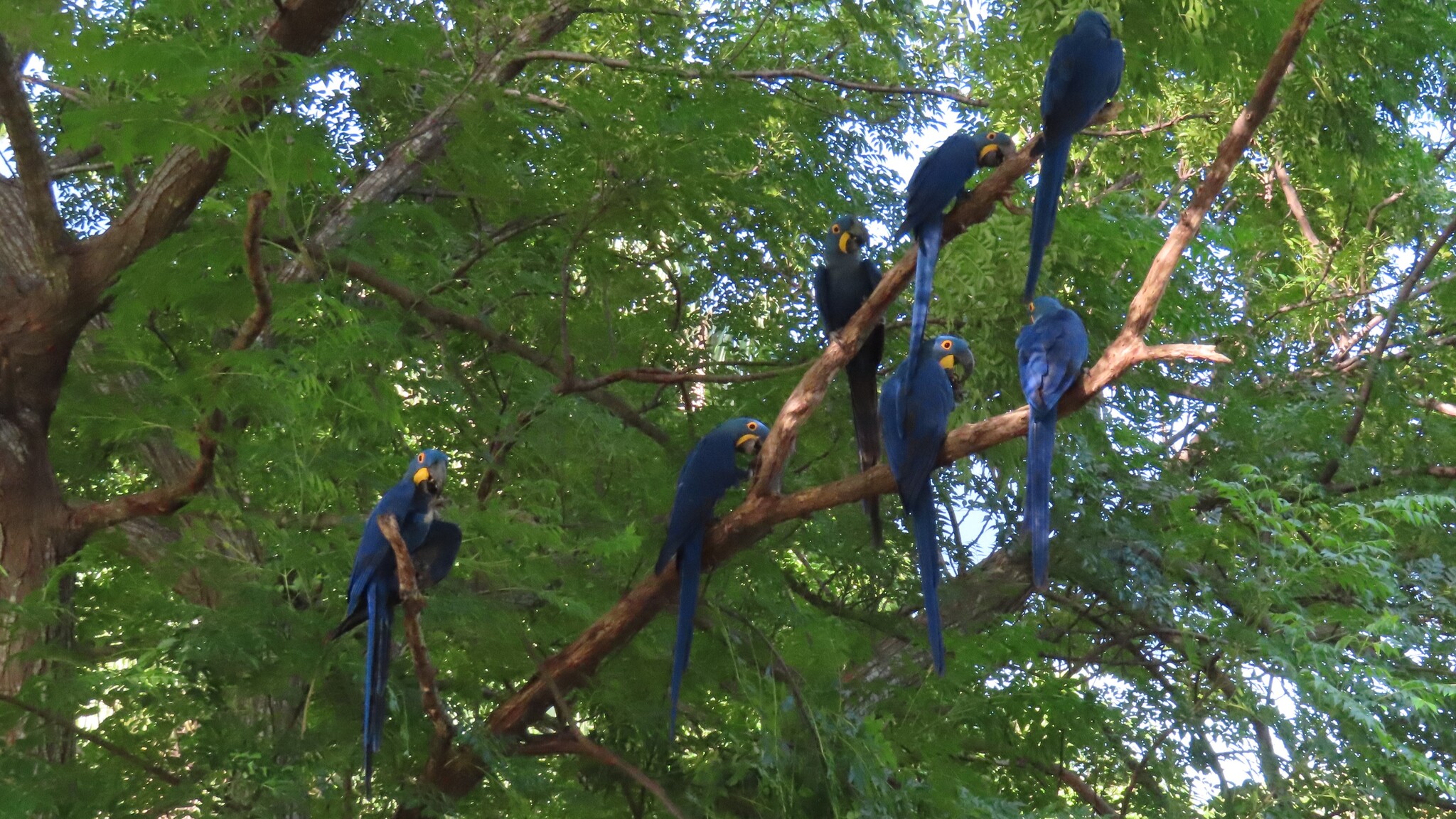 Hyacinth Macaw (Anodorhynchus hyacinthinus), photo 1