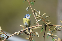 Cyanistes caeruleus caeruleus