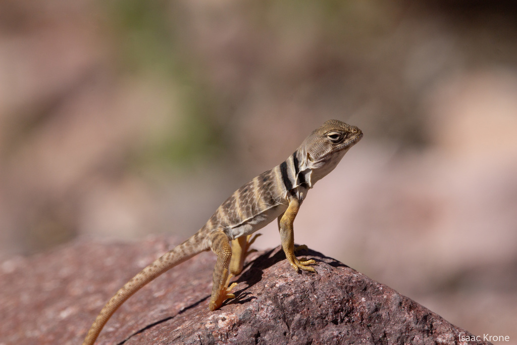 Sonoran Collared Lizard