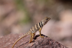 Crotaphytus nebrius