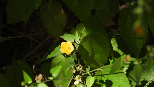 Pavonia sepium, photograph 5