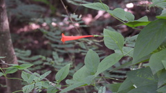 Manettia cordifolia
