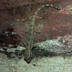 Hemidactylus platyurus