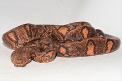 Corallus blombergi