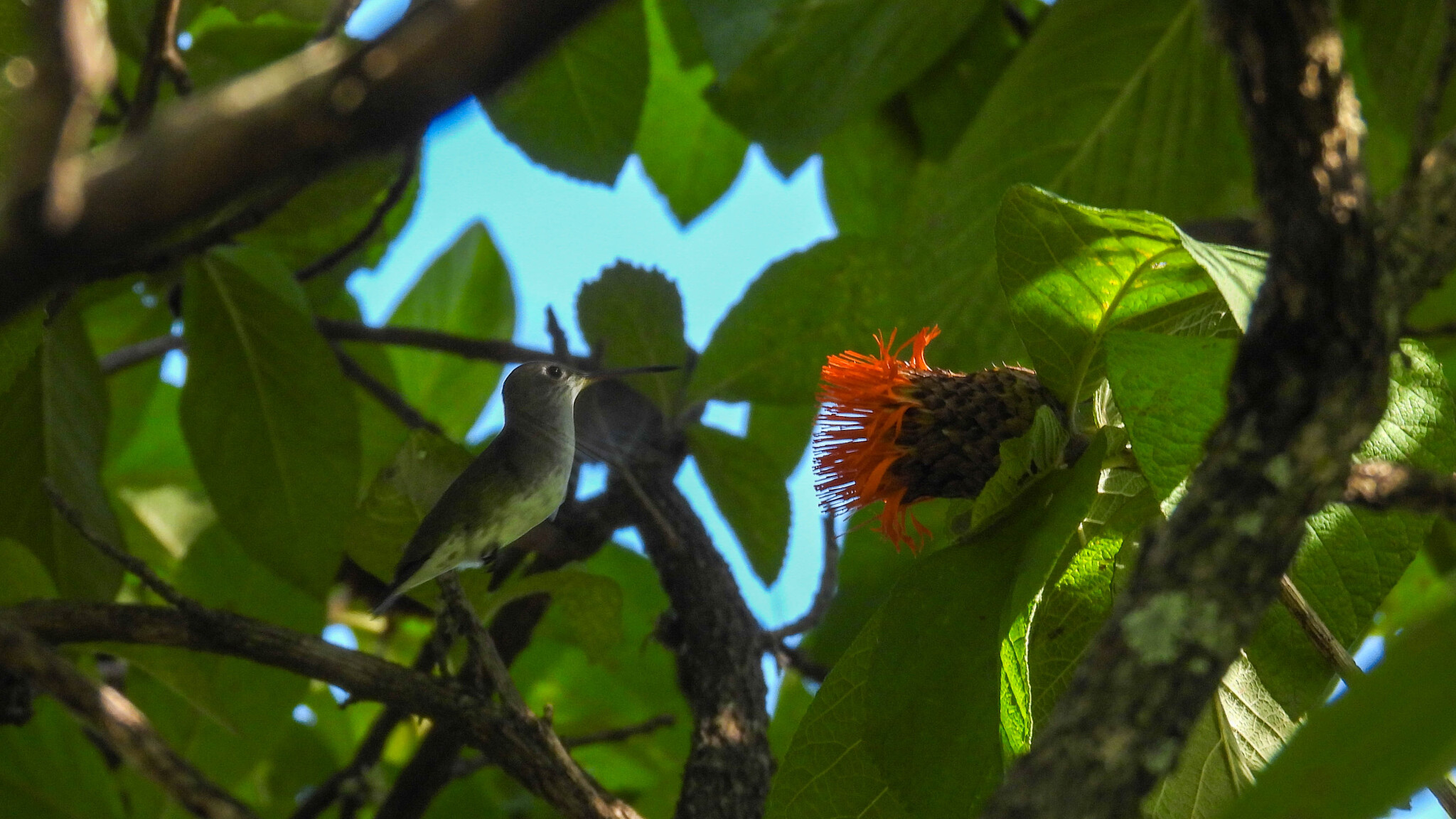 White-bellied Hummingbird (Elliotomyia chionogaster), photo 8