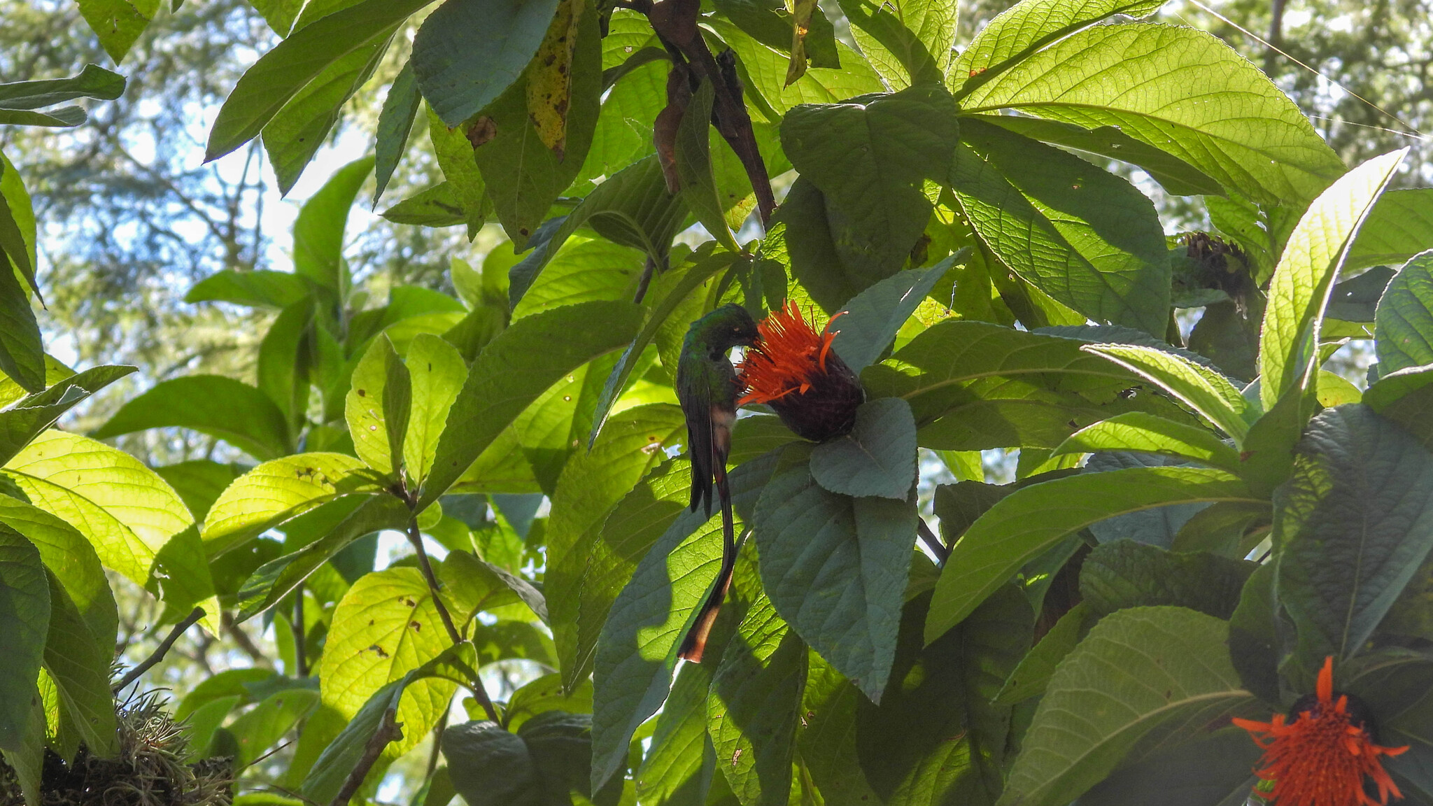 Red-tailed Comet (Sappho sparganurus), photo 9