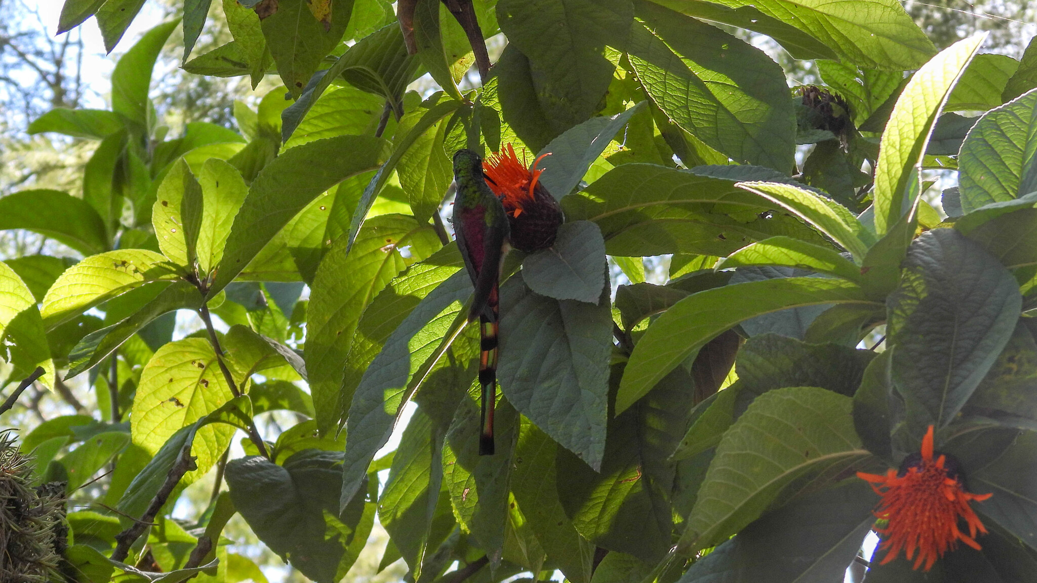 Red-tailed Comet (Sappho sparganurus), photo 8
