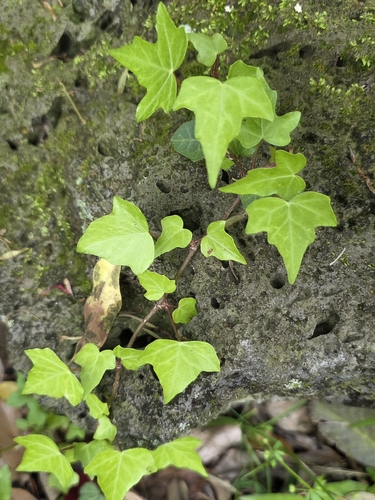 Hedera rhombea, photograph 2