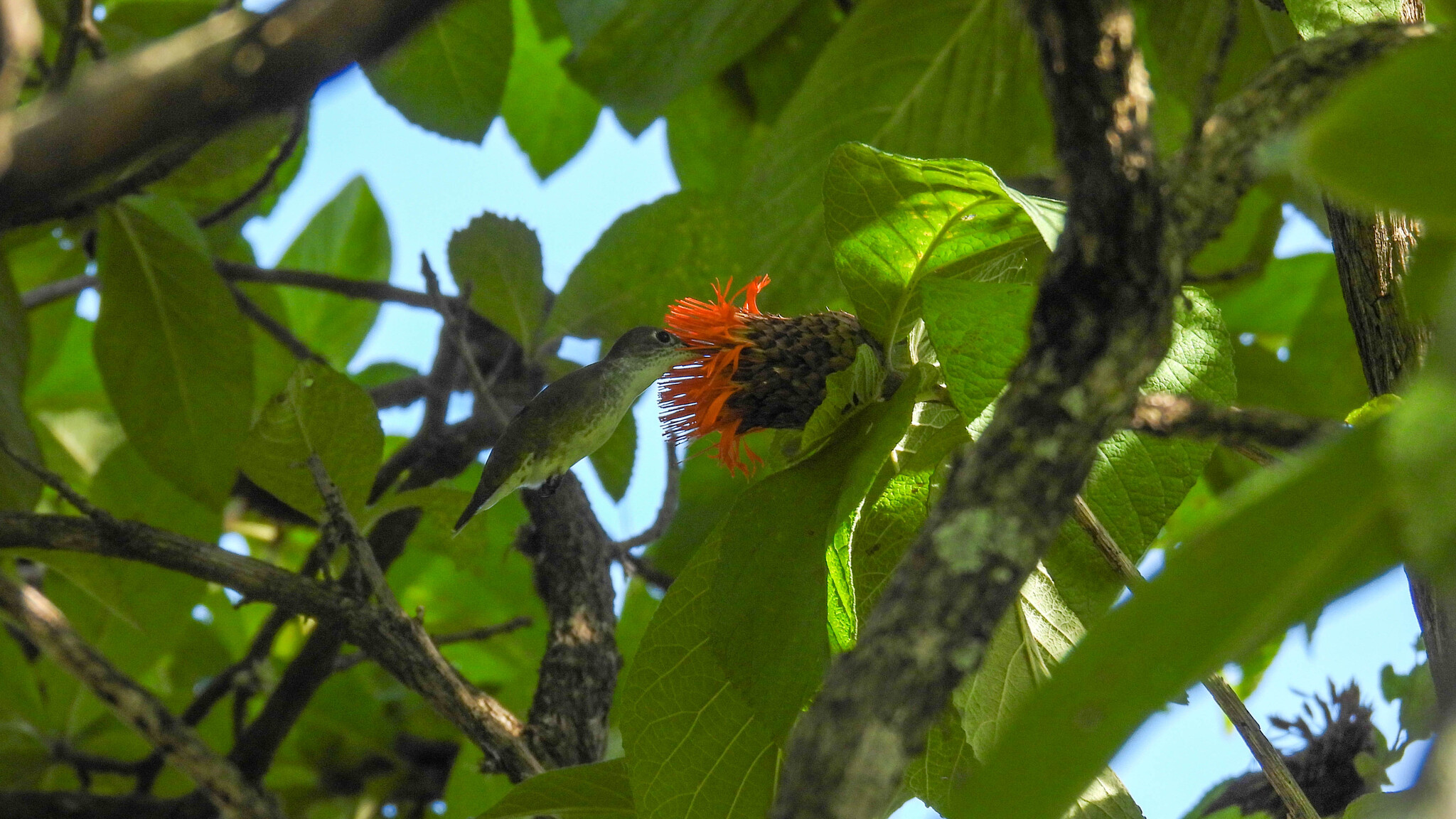 White-bellied Hummingbird (Elliotomyia chionogaster), photo 9