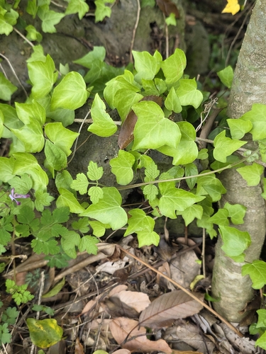 Hedera rhombea, photograph 3