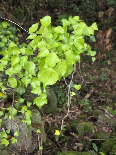 Hedera rhombea, photograph 4