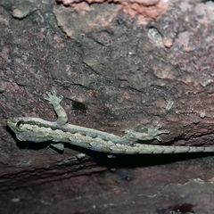 Hemidactylus platyurus