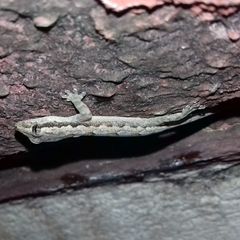 Hemidactylus platyurus