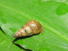 Kempioconcha conradti
