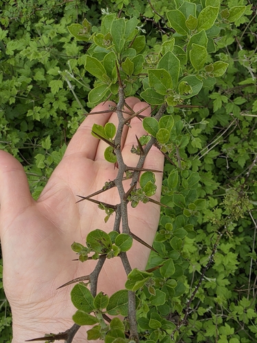 Maclura tricuspidata, photograph 2
