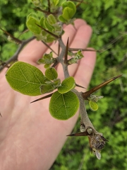 Maclura tricuspidata, photograph (c) Merlla McLaughlin, some rights reserved (CC BY)