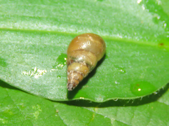 Kempioconcha conradti