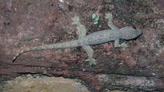 Hemidactylus platyurus