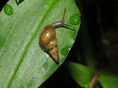 Kempioconcha conradti