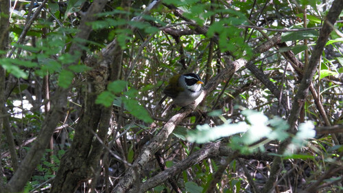 Moss-backed Sparrow (Arremon dorbignii), photo 4