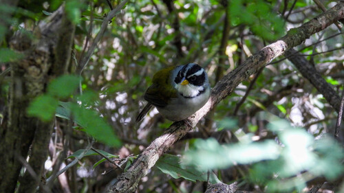 Moss-backed Sparrow (Arremon dorbignii), photo 3