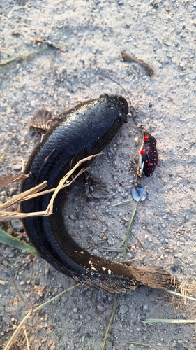 Channa striata