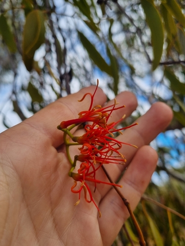 Box Mistletoe