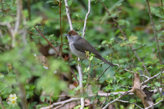 Sylvia atricapilla atricapilla
