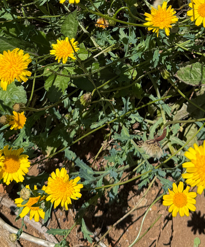 Glebionis segetum