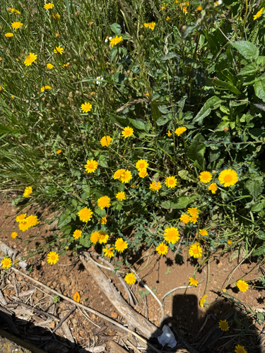 Glebionis segetum