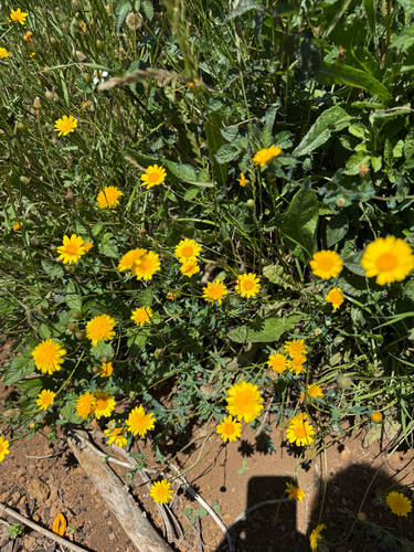 Glebionis segetum