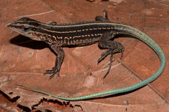 Bridges' Ameiva photo 3