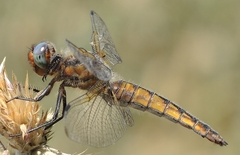 Libellula fulva