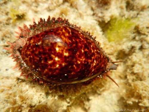Annette's cowrie