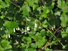 Ribes curvatum