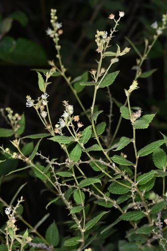 Croton mucronifolius