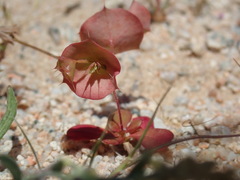 Oxytheca perfoliata