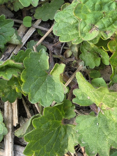 Glechoma longituba, photograph 2