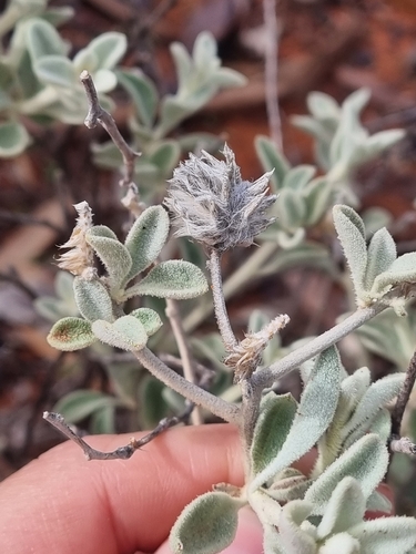 cotton bush
