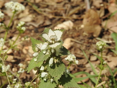 Lamium moschatum
