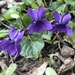 Viola odorata - Photo (c) ivonnekellner, μερικά δικαιώματα διατηρούνται (CC BY-NC), uploaded by ivonnekellner