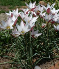 Tulipa clusiana