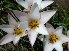 Tulipa clusiana